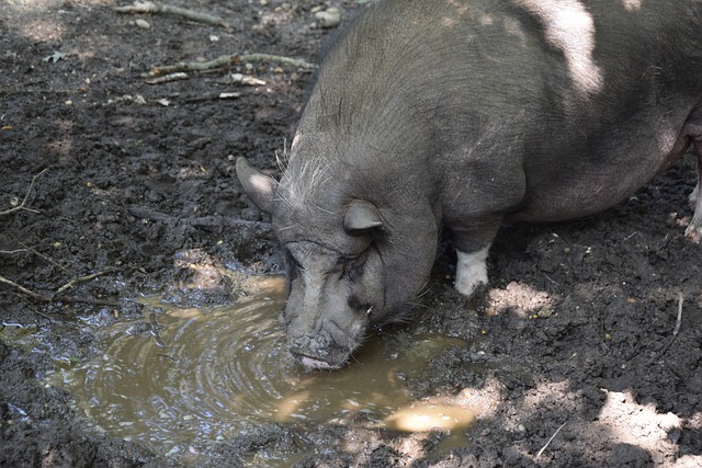 出约基奇孤 出约基奇孤