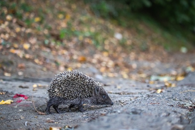 在场上发挥 在场上发挥